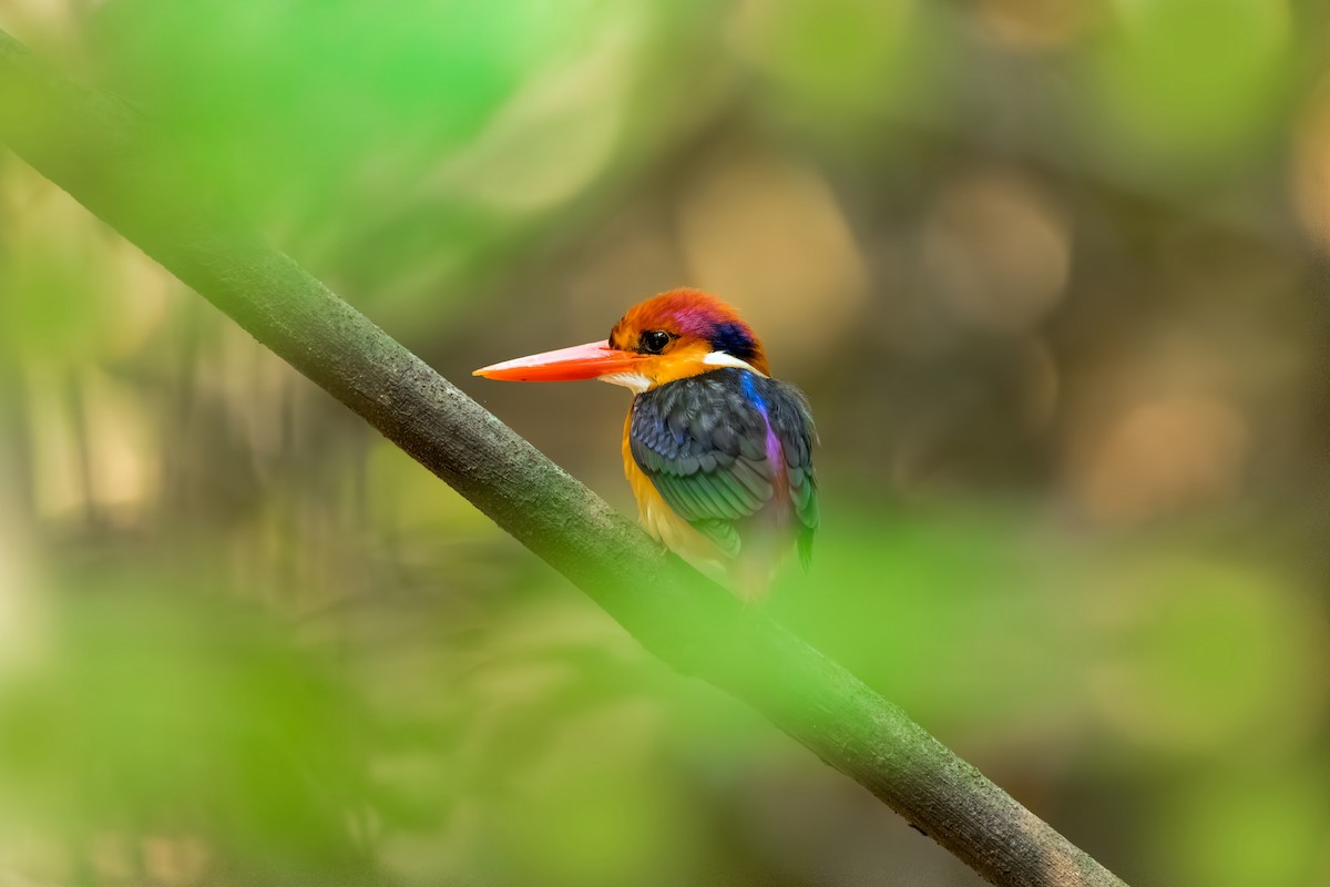 Black-backed Dwarf-Kingfisher - Ganesh R Mandavkar
