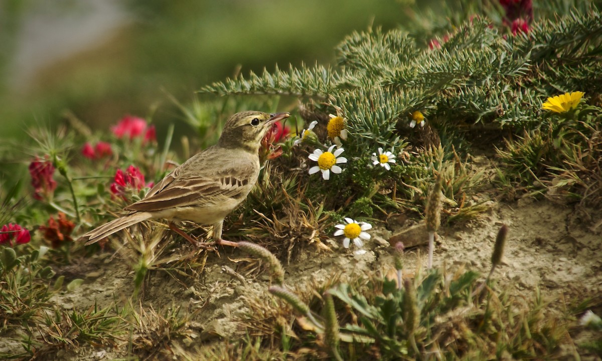 Tawny Pipit - ML616355906