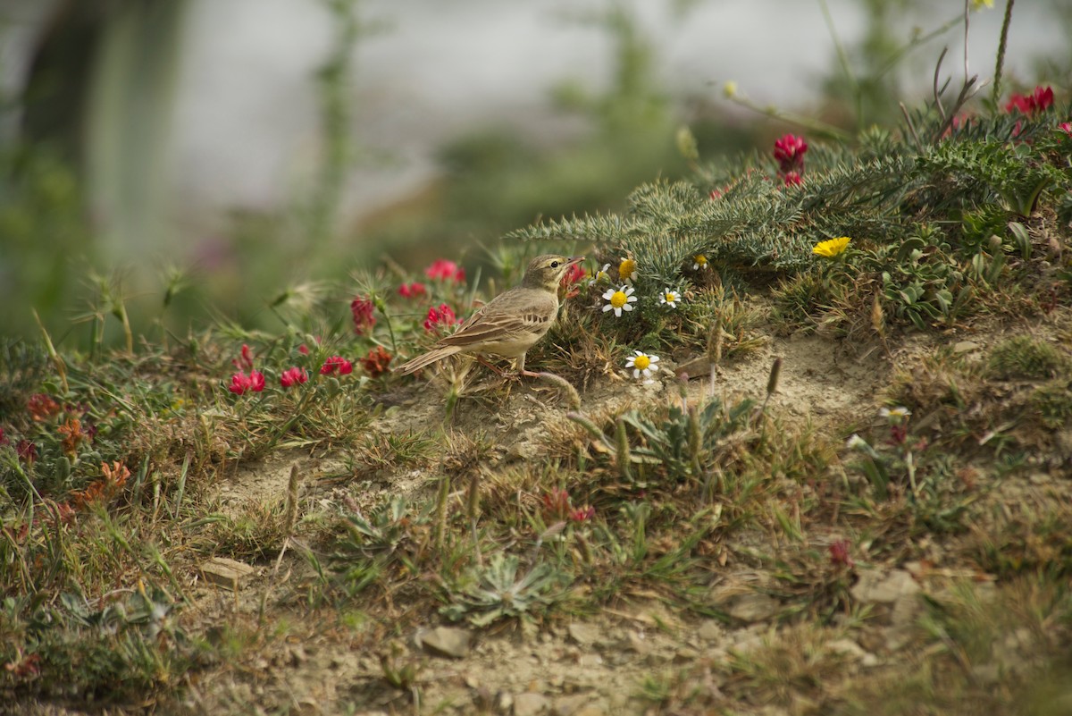 Tawny Pipit - ML616355908