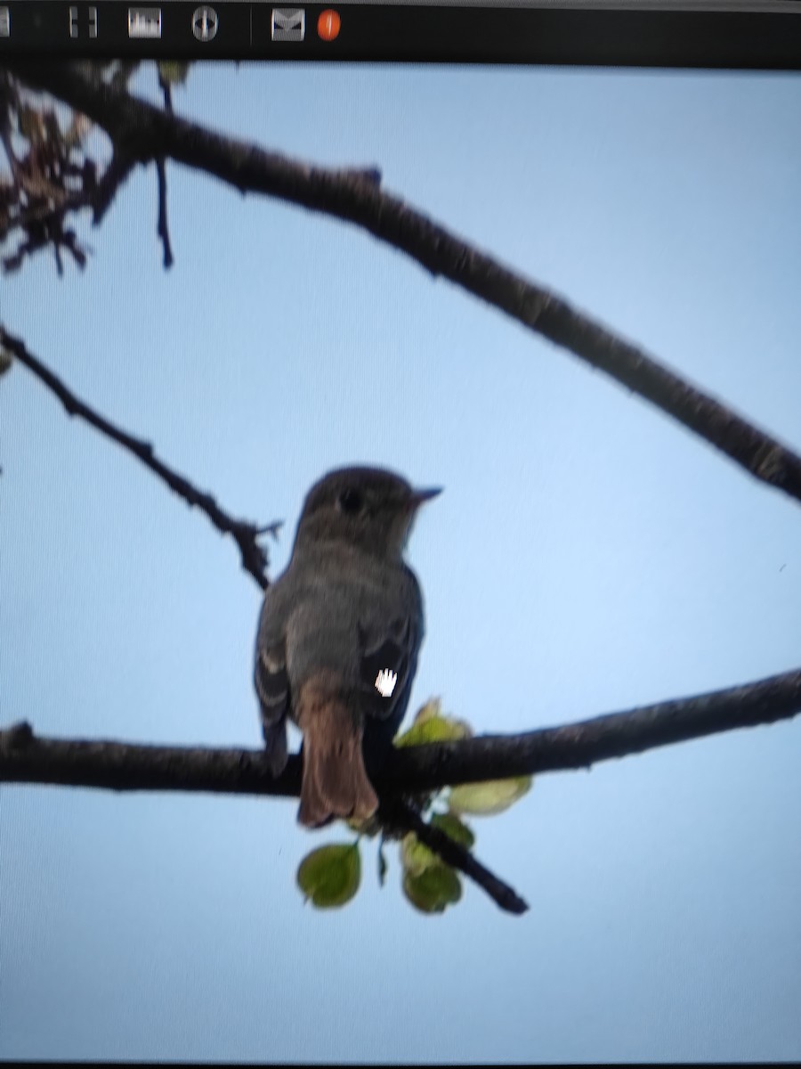 Rusty-tailed Flycatcher - ML616355940