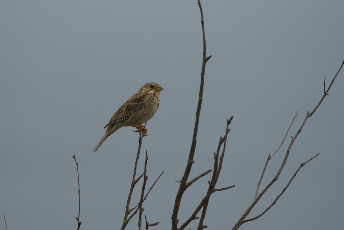 Corn Bunting - ML616355945