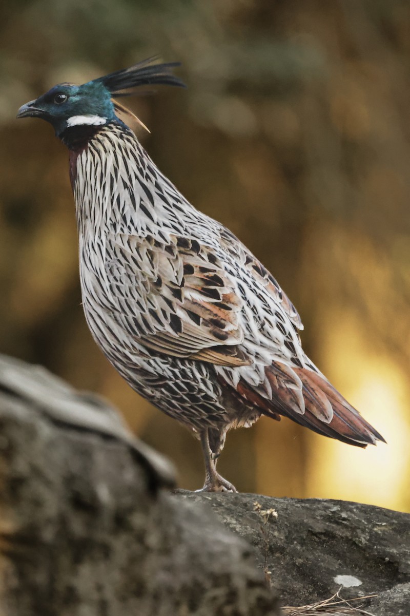 Koklass Pheasant - ML616355946