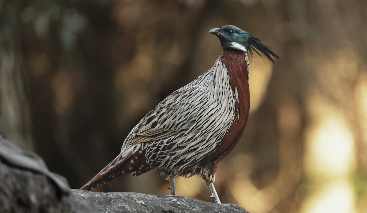 Koklass Pheasant - ML616355947