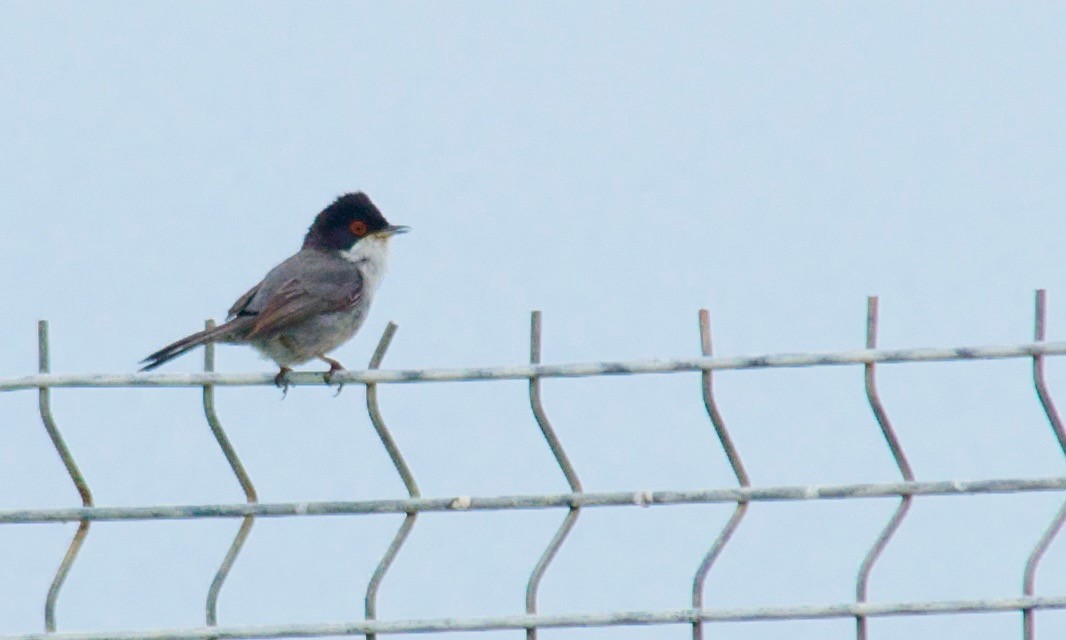 Curruca Cabecinegra - ML616355963