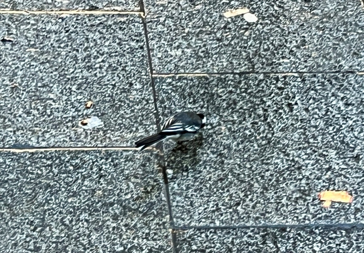 White Wagtail - ML616355965