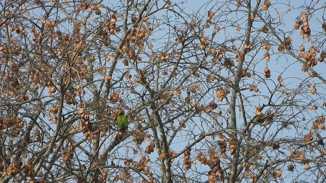 Verdin à front d'or - ML616355980