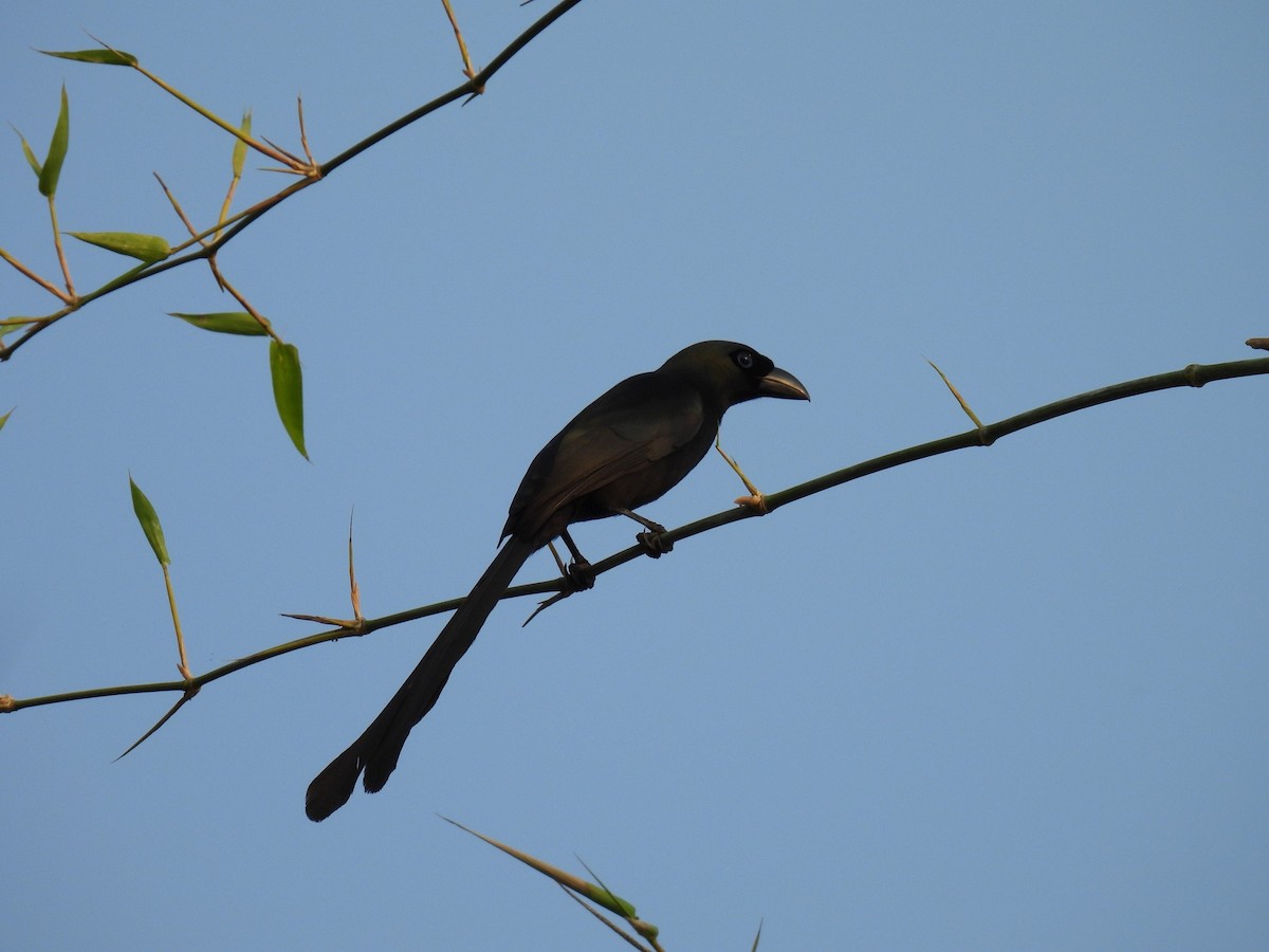 Racket-tailed Treepie - ML616355982