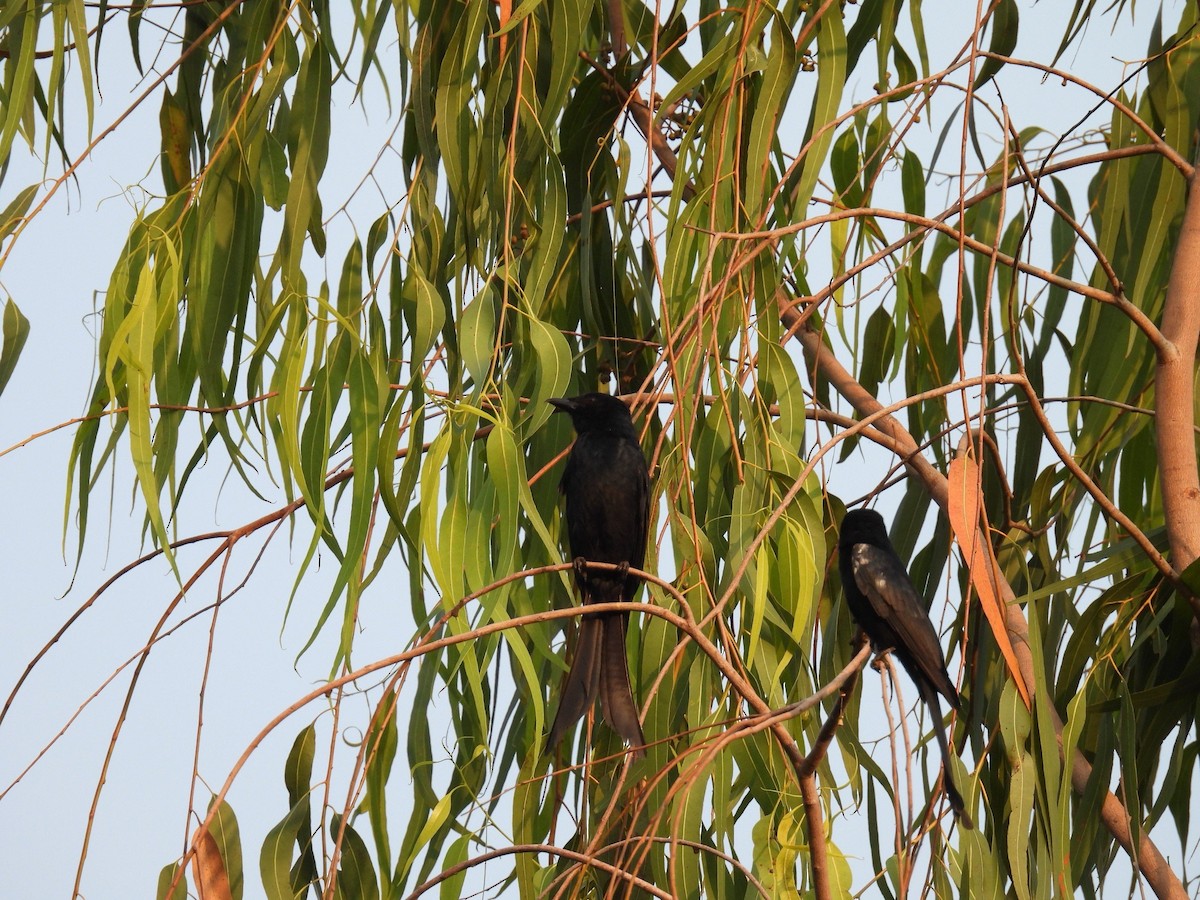 Black Drongo - ML616355987