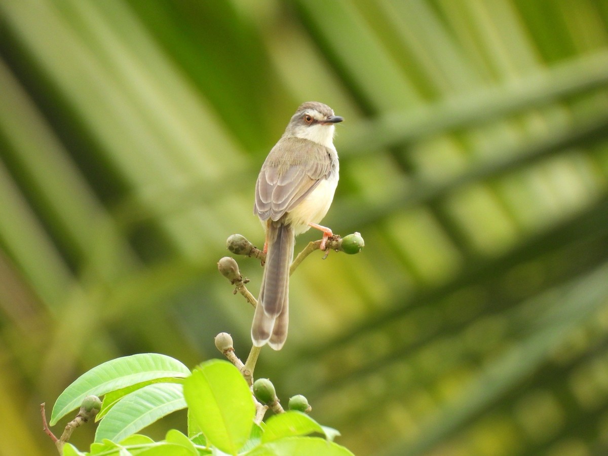 Yellow-bellied Prinia - Quy Ho Phu