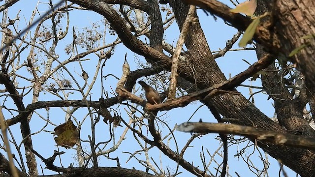 Jungle Babbler - ML616355992