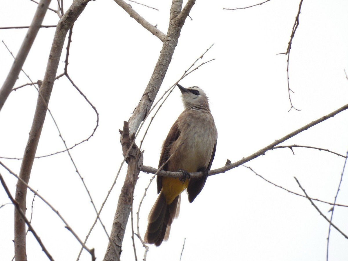 Yellow-vented Bulbul - ML616355997