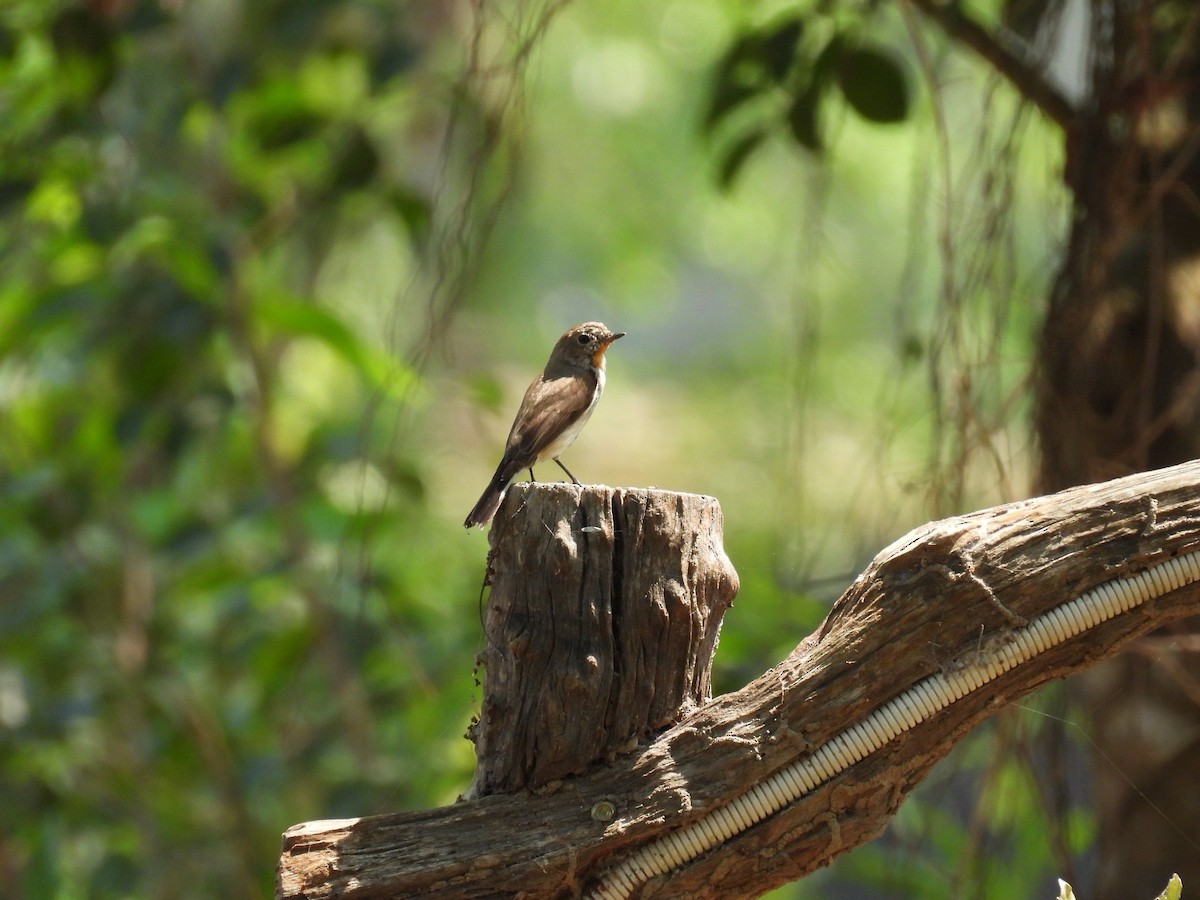 Taiga Flycatcher - ML616356005