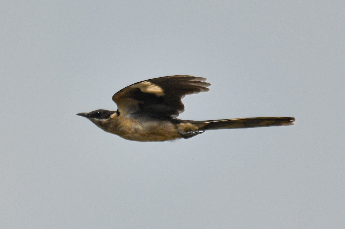 Pied Cuckoo - H Nambiar