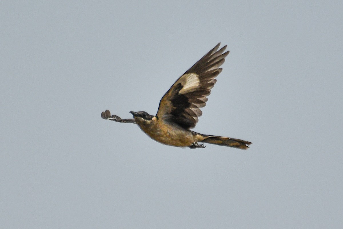 Pied Cuckoo - ML616356009