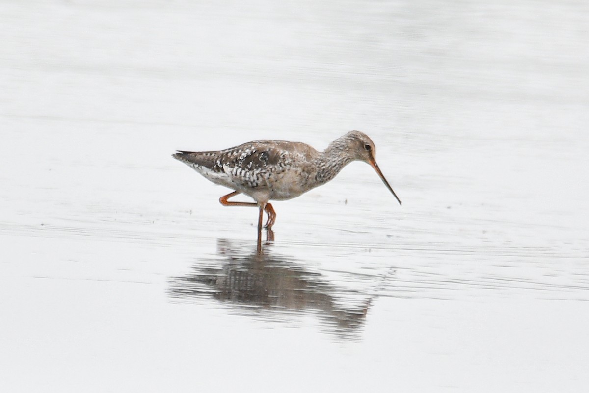 Spotted Redshank - H Nambiar