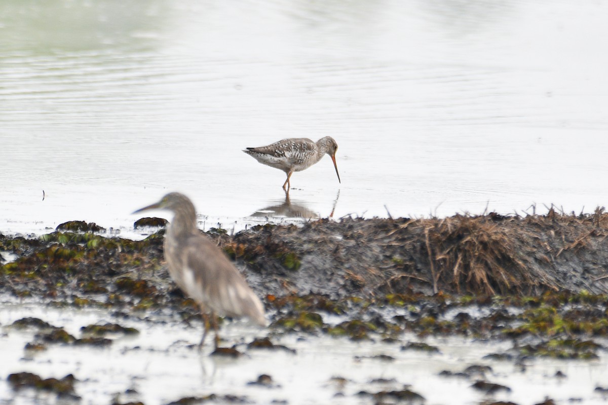 Spotted Redshank - H Nambiar