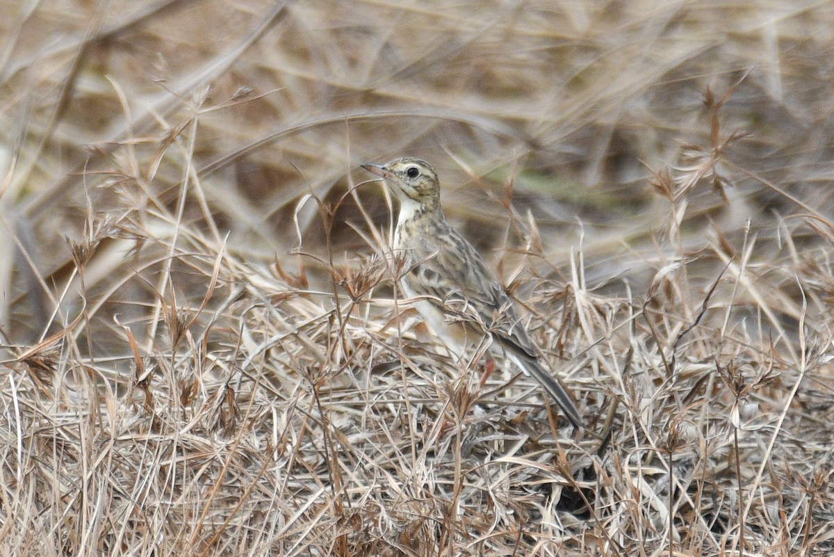 Paddyfield Pipit - H Nambiar