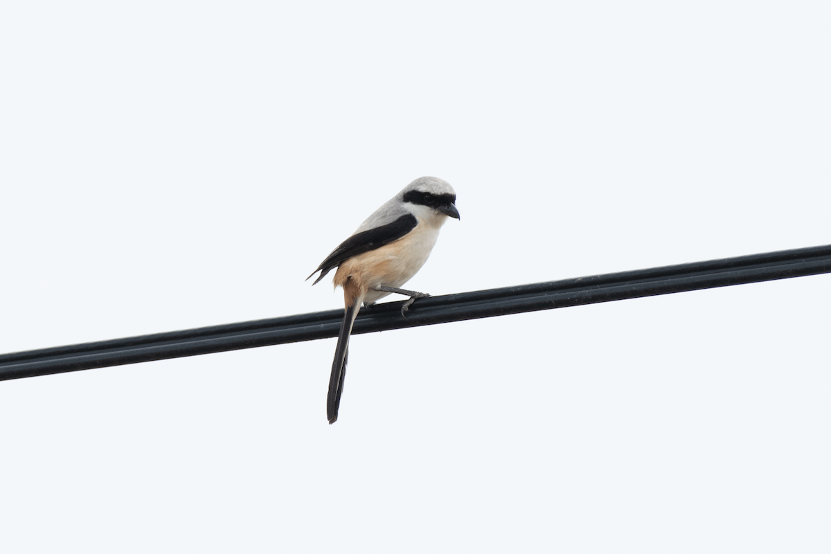 Long-tailed Shrike - ML616356074