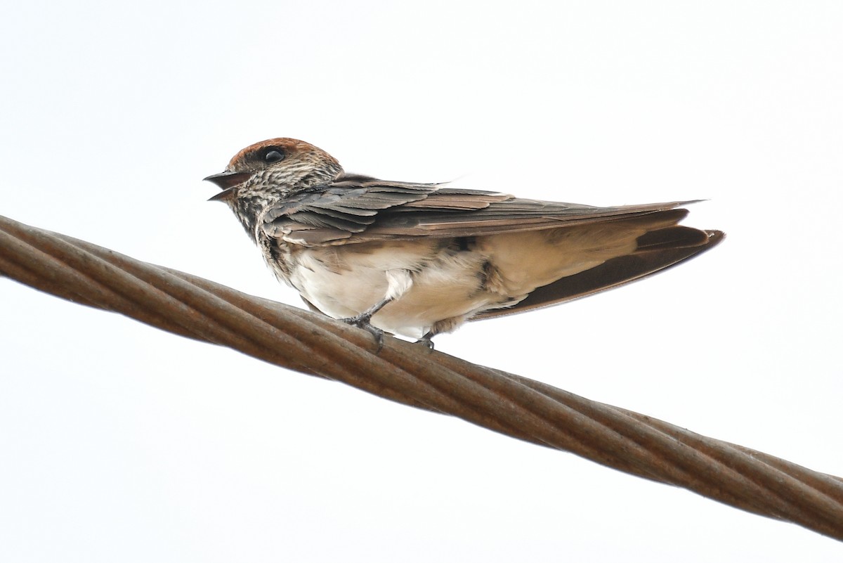 Streak-throated Swallow - H Nambiar