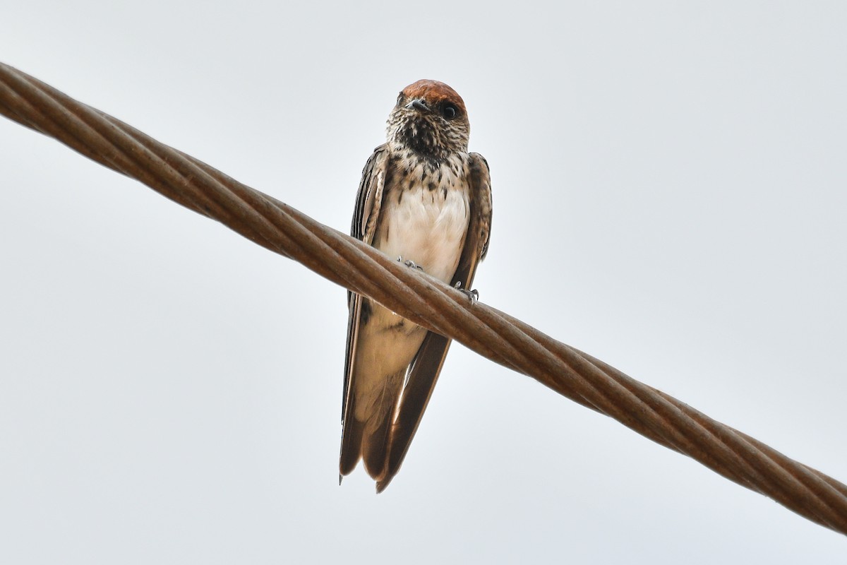 Streak-throated Swallow - H Nambiar