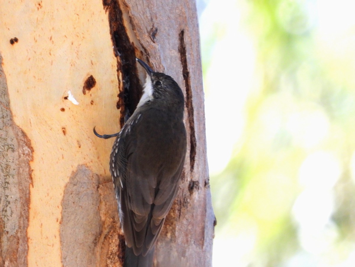 White-throated Treecreeper - ML616356084