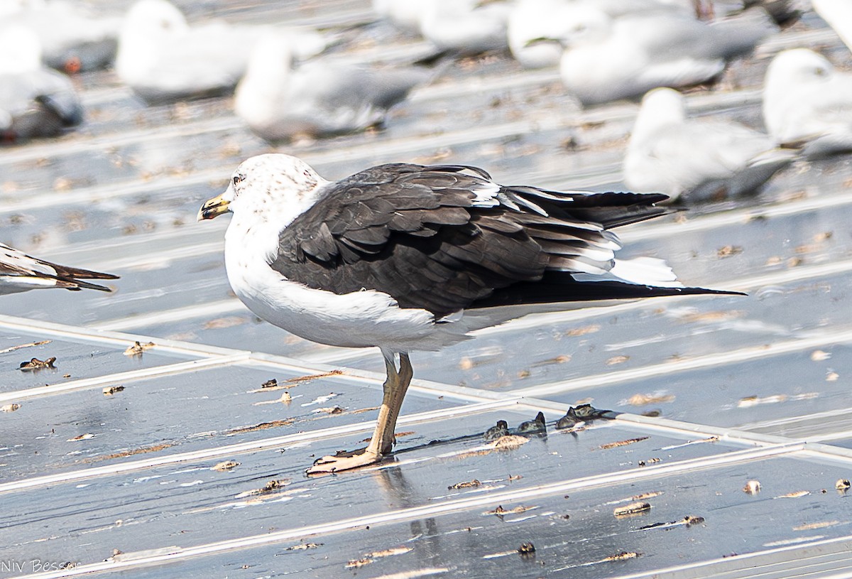 Lesser Black-backed Gull (fuscus) - ML616356089