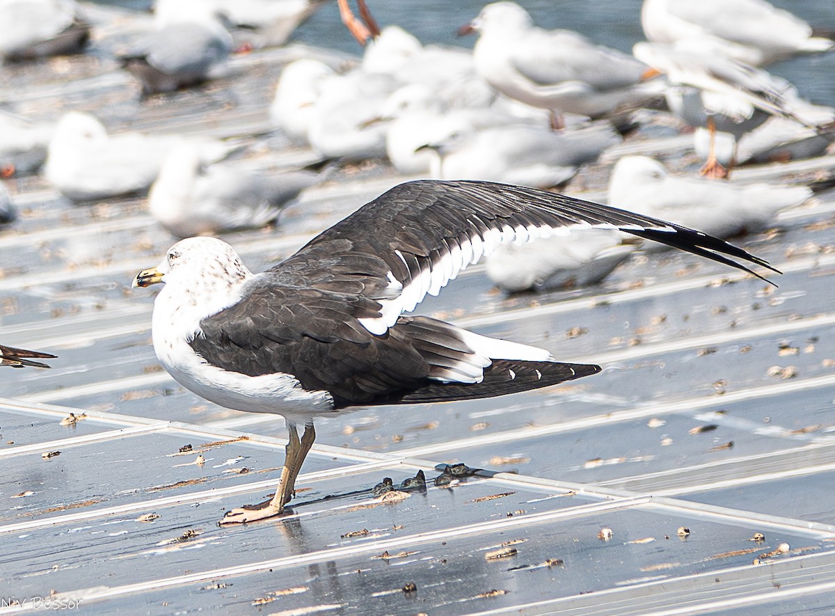 Lesser Black-backed Gull (fuscus) - ML616356091