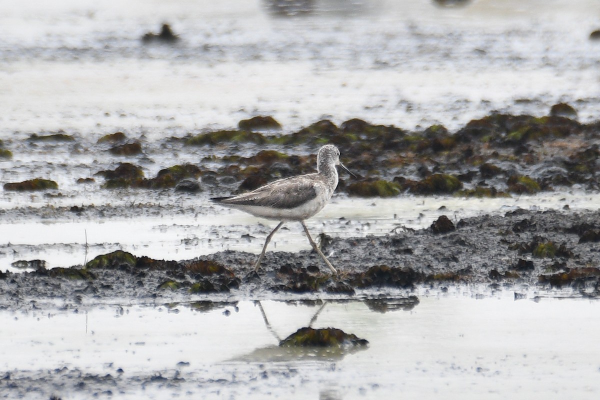 Common Greenshank - H Nambiar