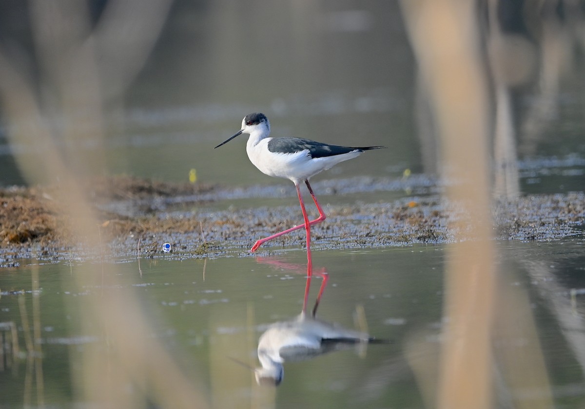 Black-winged Stilt - Rahul Panda