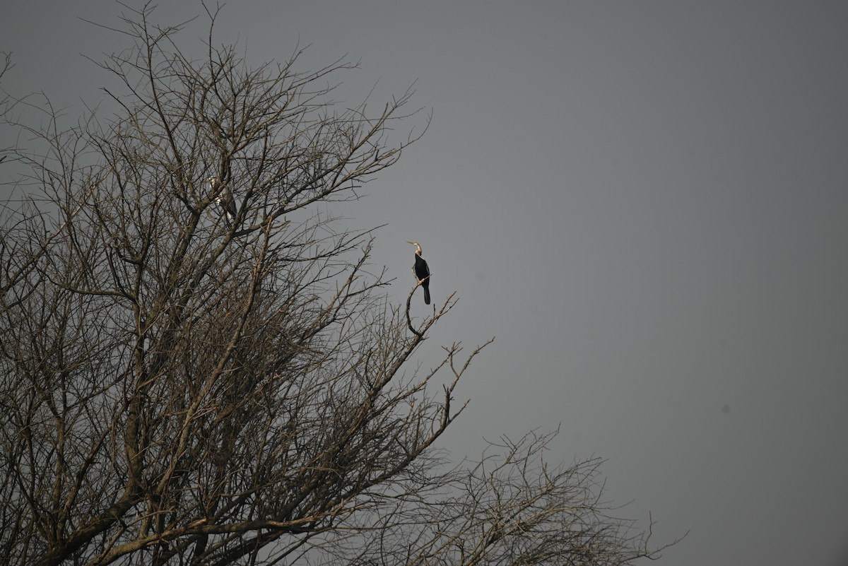 Anhinga Asiática - ML616356199