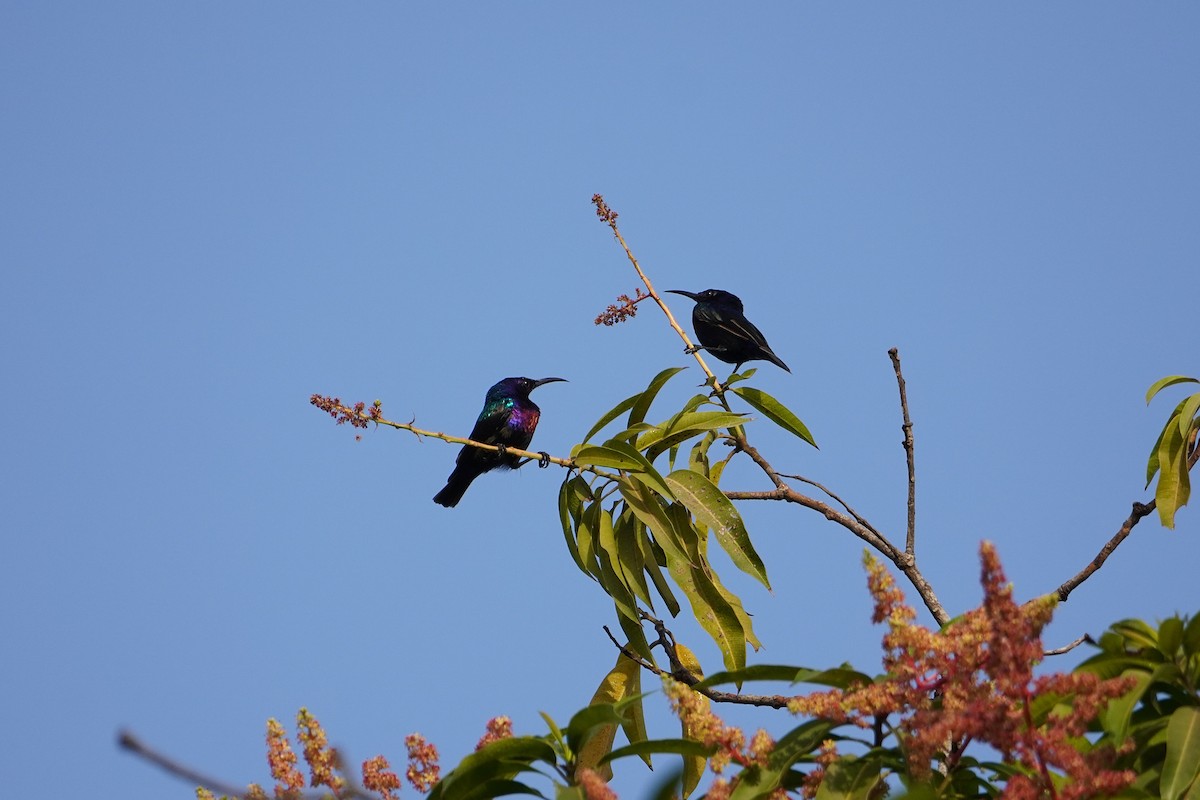 Splendid Sunbird - Ben Costamagna