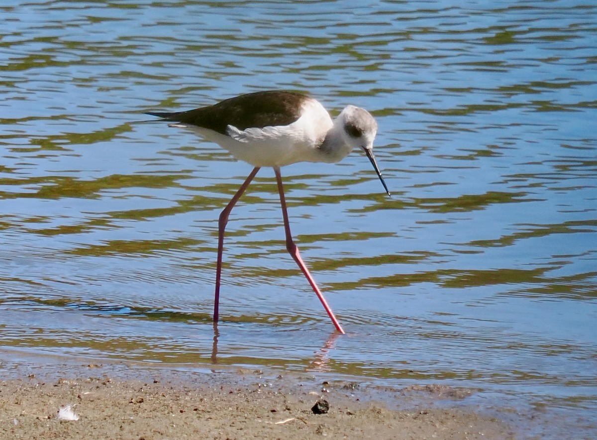 Pied Stilt - Ken Glasson