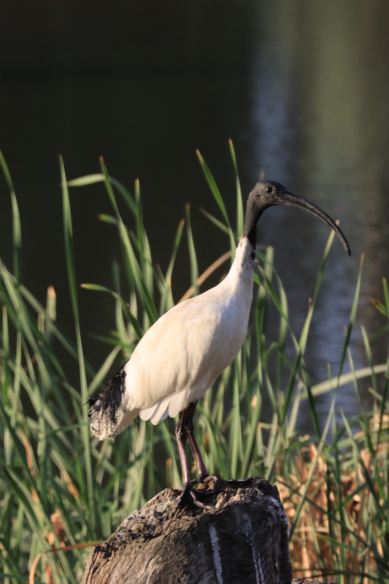 Australian Ibis - ML616356240