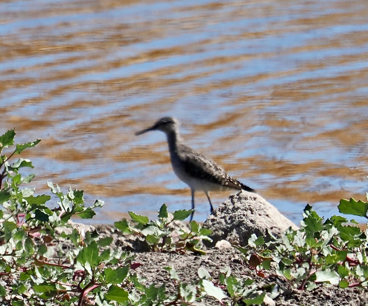 Bruchwasserläufer - ML616356242