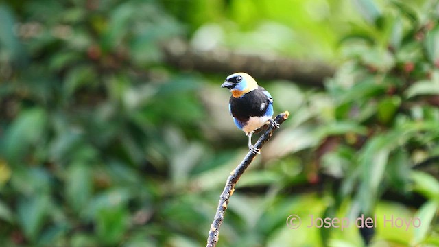 Golden-hooded Tanager - ML616356279