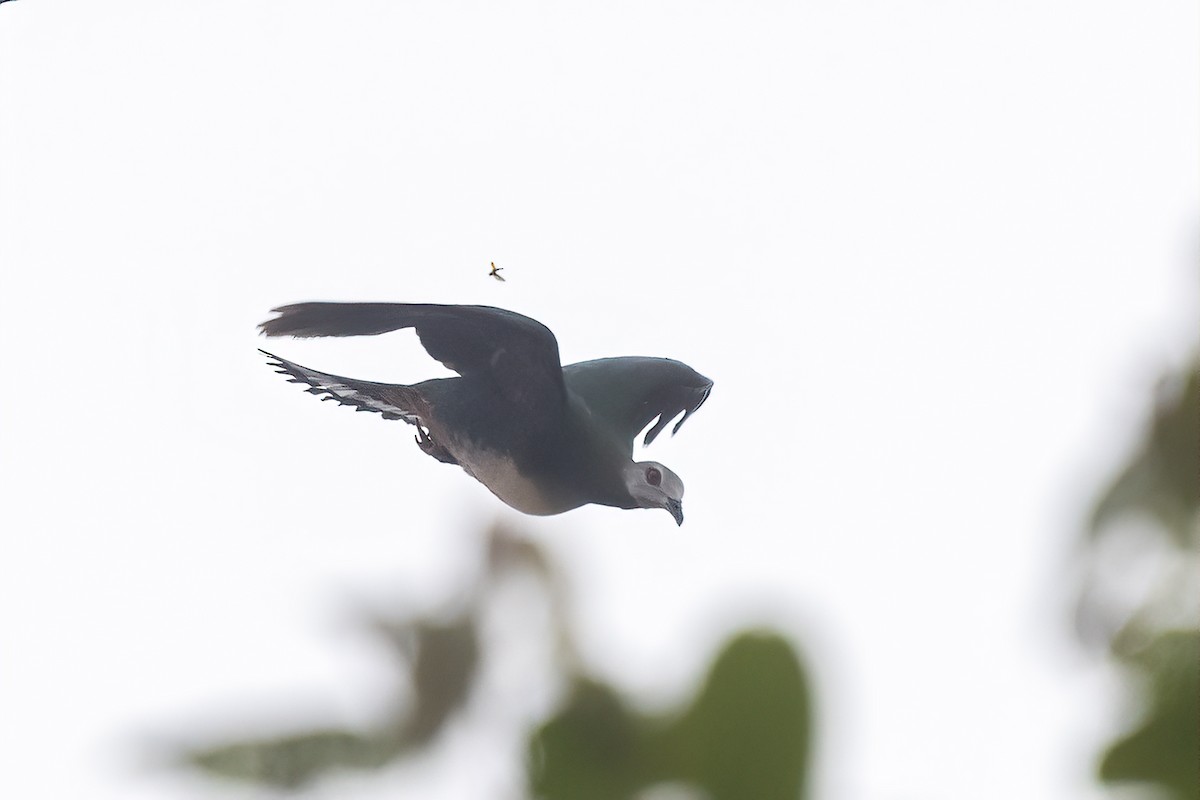 Pink-bellied Imperial-Pigeon - ML616356280