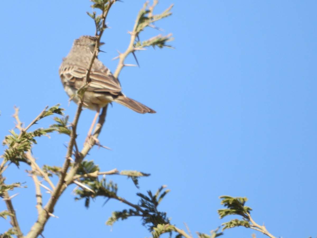 African Pipit - ML616356319