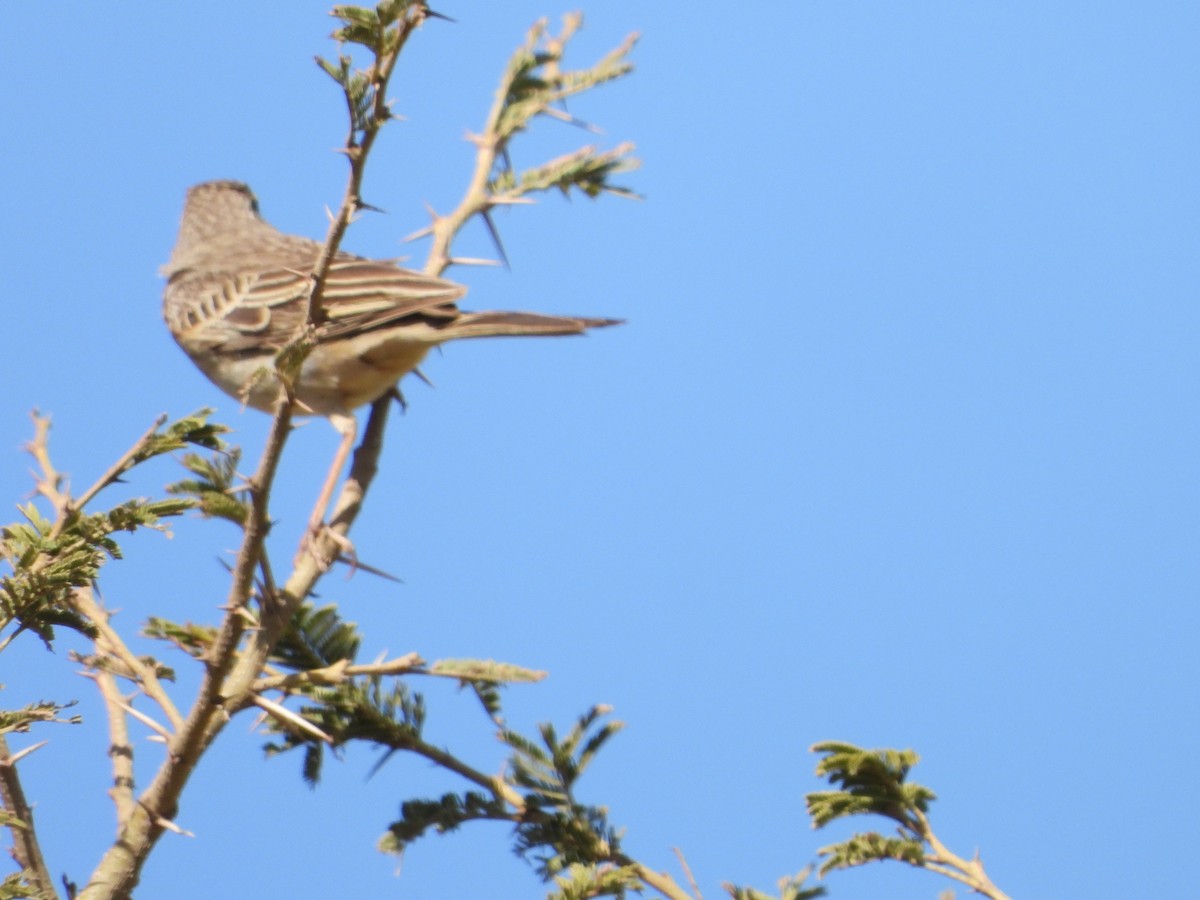 African Pipit - Sławomir Karpicki