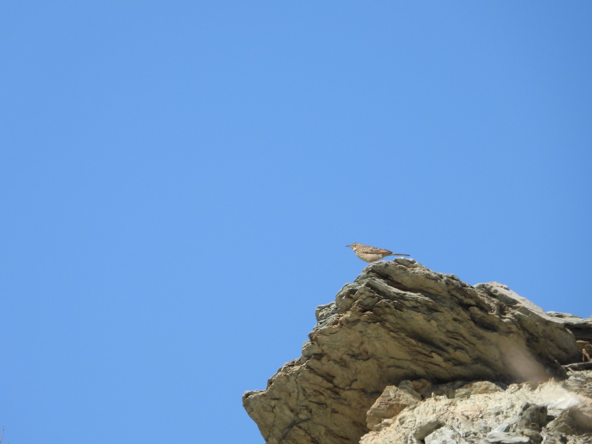 African Pipit - ML616356321