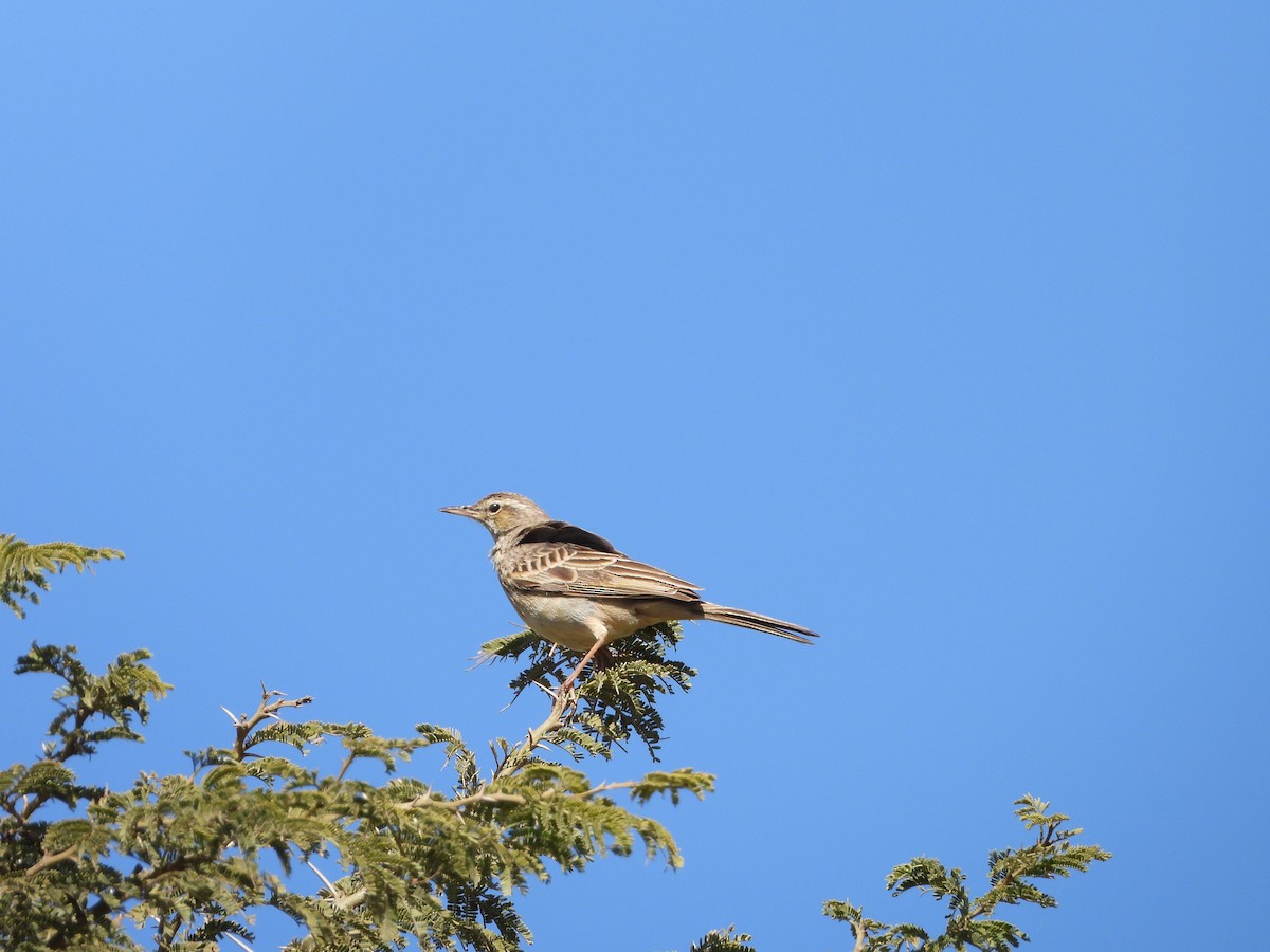 African Pipit - ML616356322