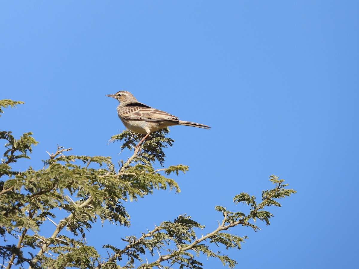 African Pipit - ML616356323