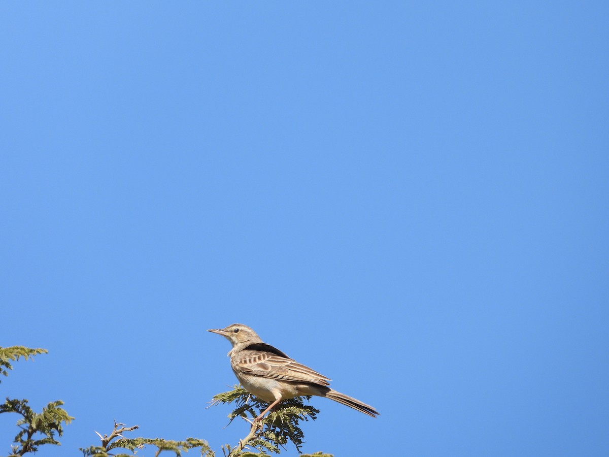 African Pipit - ML616356324