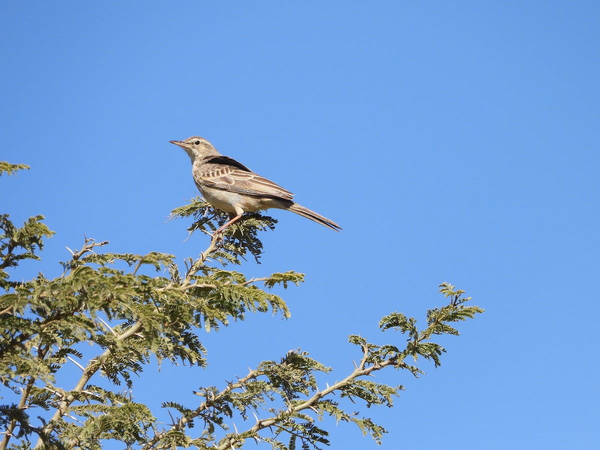 African Pipit - ML616356325