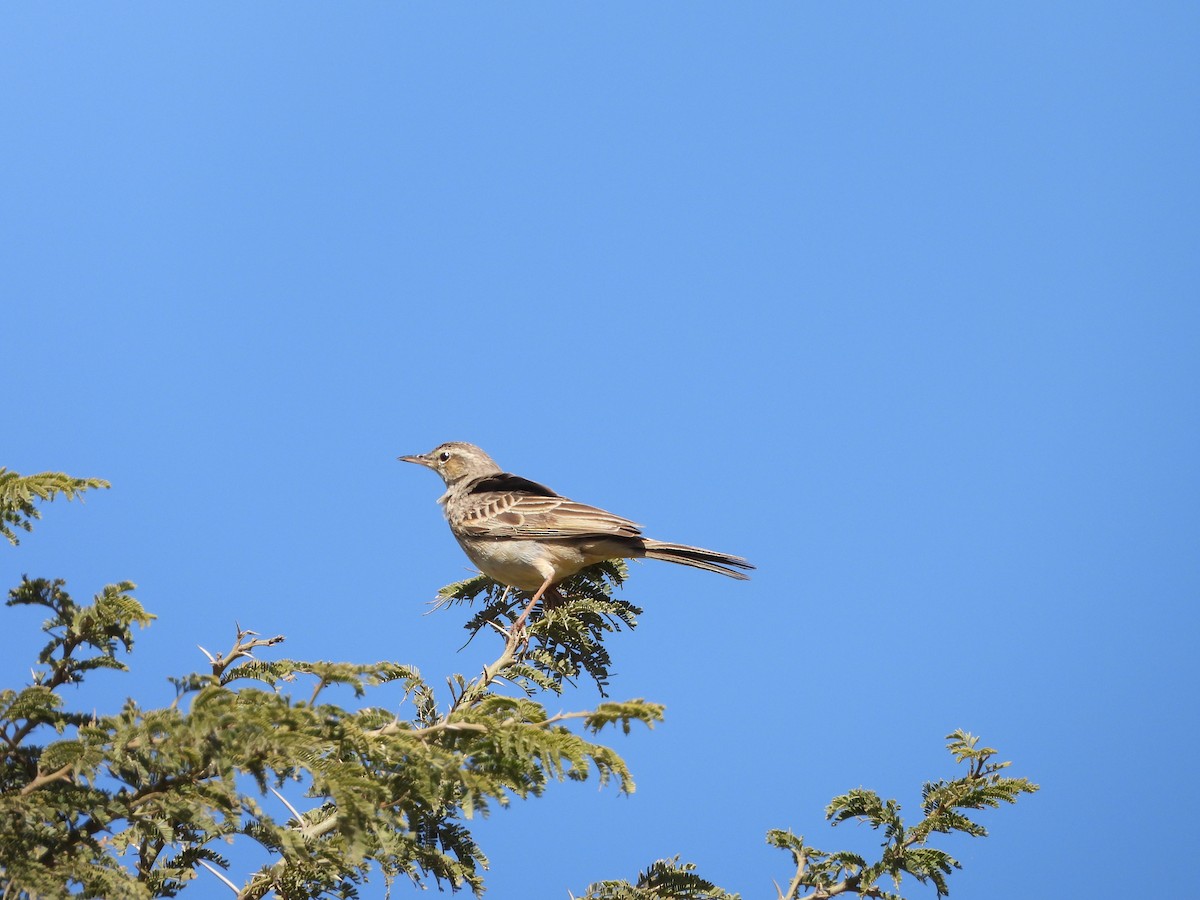 African Pipit - ML616356326