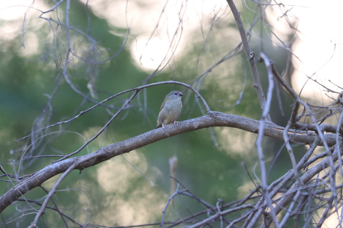 Red-browed Firetail - ML616356332