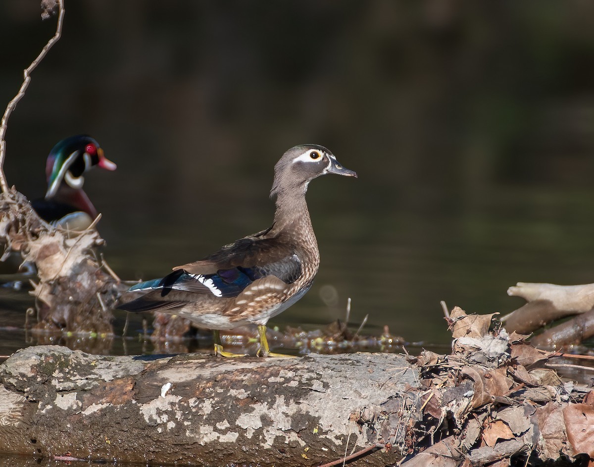 Wood Duck - ML616356341