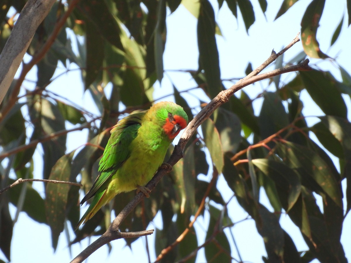 Little Lorikeet - ML616356361