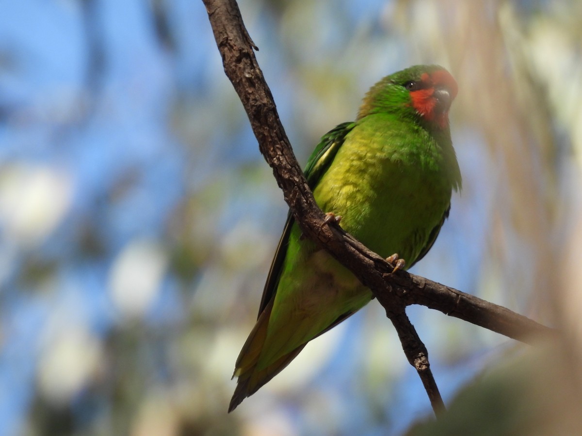 Little Lorikeet - ML616356362