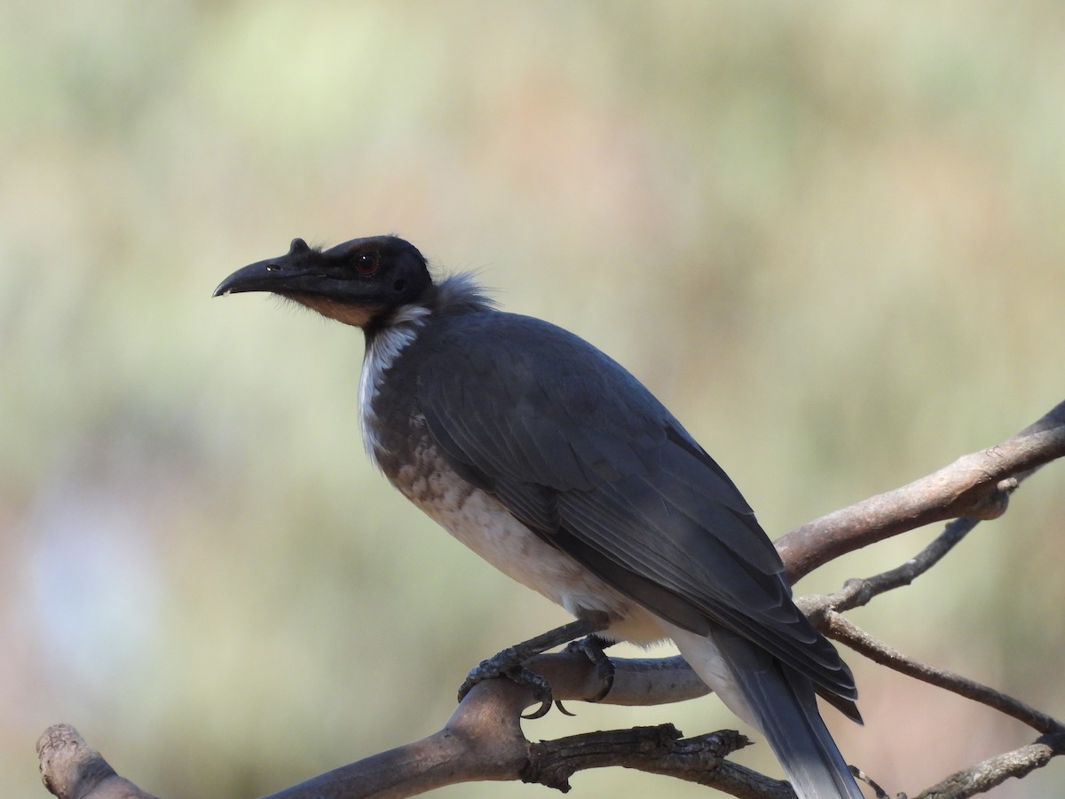 Noisy Friarbird - ML616356364