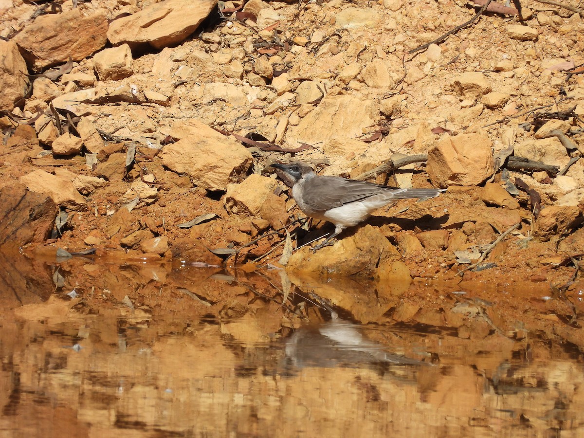 Little Friarbird - ML616356368